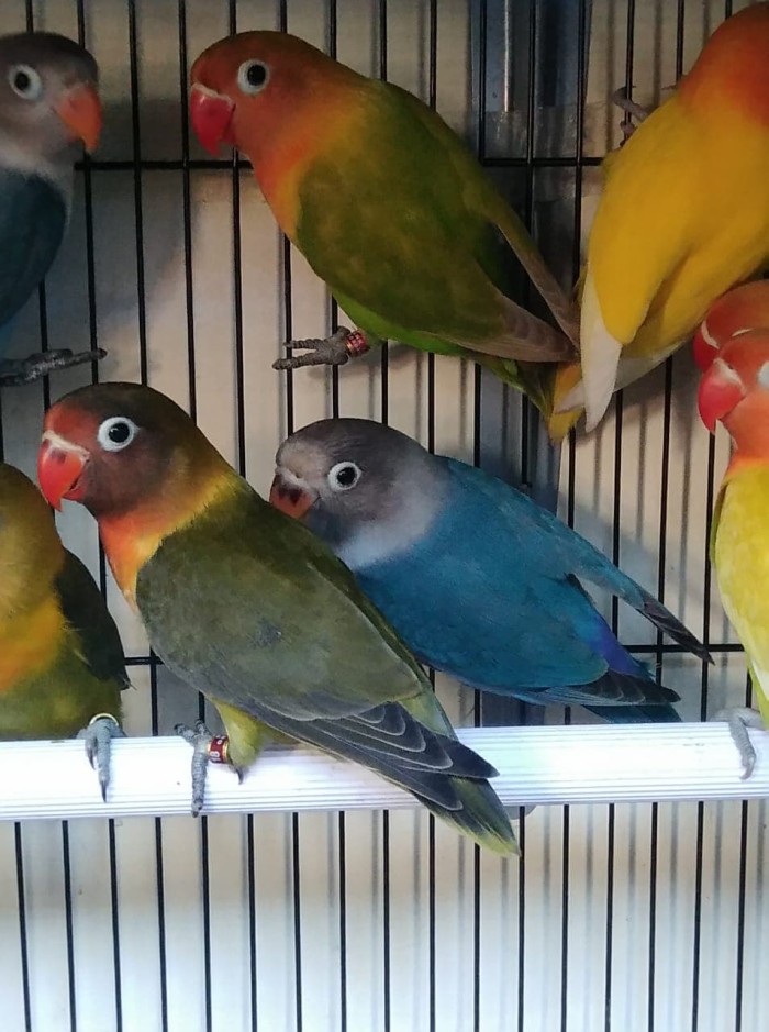 Jual Burung Lovebird Lb Biru Mangsi Lolohan Ternakan Warna Mewah