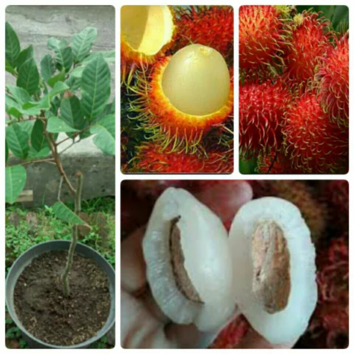53+ Gambar Rambutan Garuda Paling Hist 53+ Gambar Rambutan Garuda Paling Hist