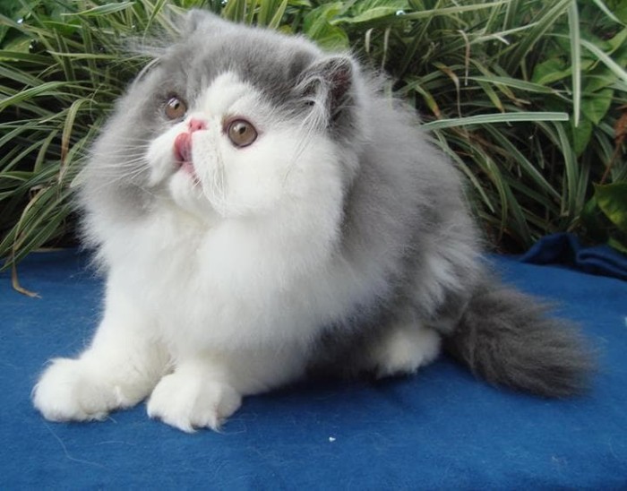 Harga Kucing Persia Pesek Travelbon.com Harga Kucing Persia Pesek Travelbon.com