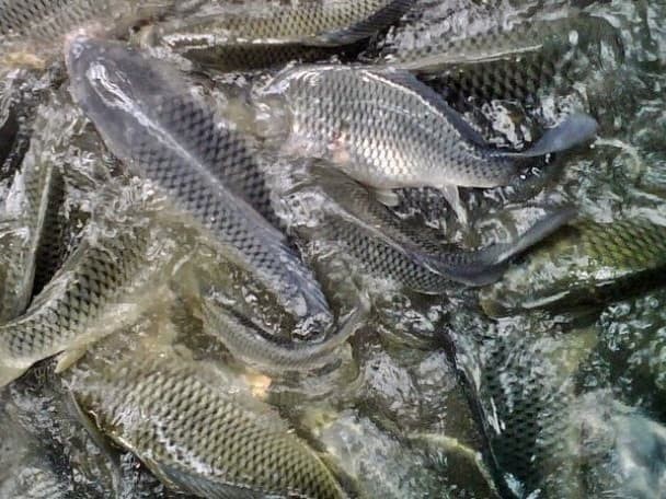 Download 680 Koleksi Gambar Gambar Ikan Mas Paling Baru Gratis HD