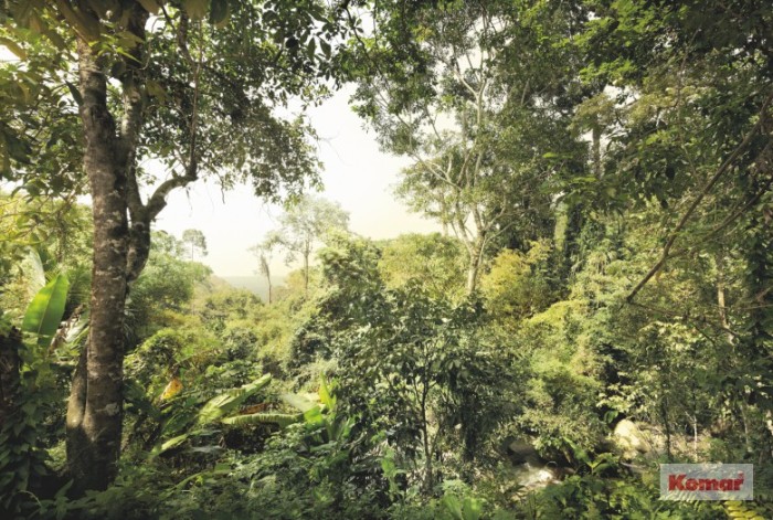 Download 1000+ Wallpaper Dinding Hutan Hijau Terbaru Download 1000+ Wallpaper Dinding Hutan Hijau Terbaru