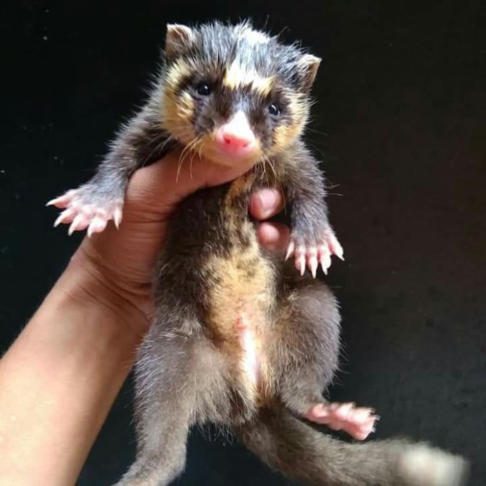Jual Musang Biul Baby Jakarta Selatan Andri Pet Tokopedia