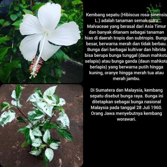 87+ Gambar Bunga Raya Putih Terlihat Keren 87+ Gambar Bunga Raya Putih Terlihat Keren