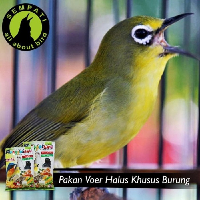 RONGGOLAWE EBOD JAYA PAKAN BURUNG PLECI ORIENTAL WHITE EYE