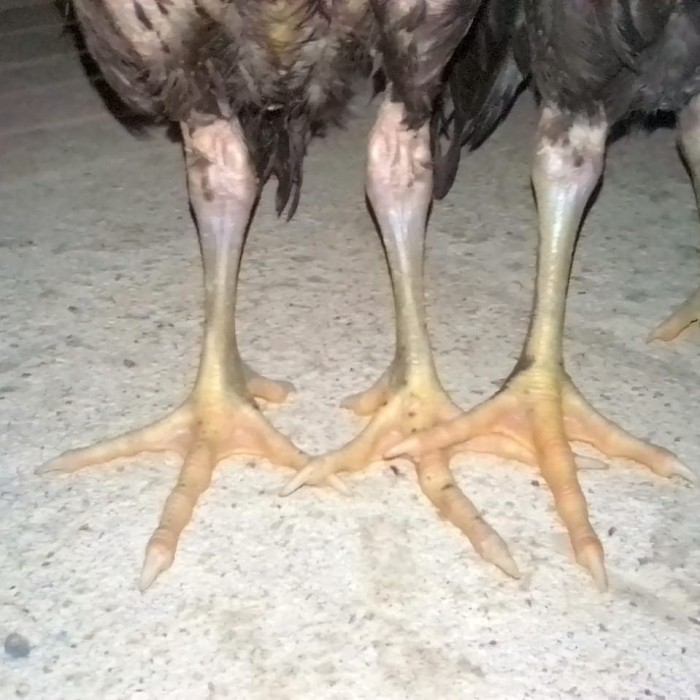 73+ Gambar Ayam Satria Sinekti Paling Keren 73+ Gambar Ayam Satria Sinekti Paling Keren