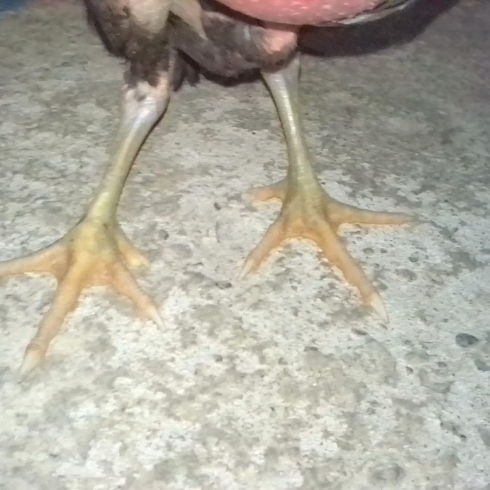 73+ Gambar Ayam Satria Sinekti Paling Keren 73+ Gambar Ayam Satria Sinekti Paling Keren