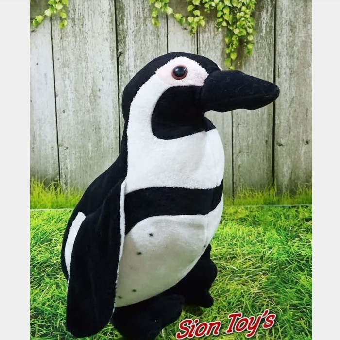 7800 Gambar Hewan Penguin HD Terbaru