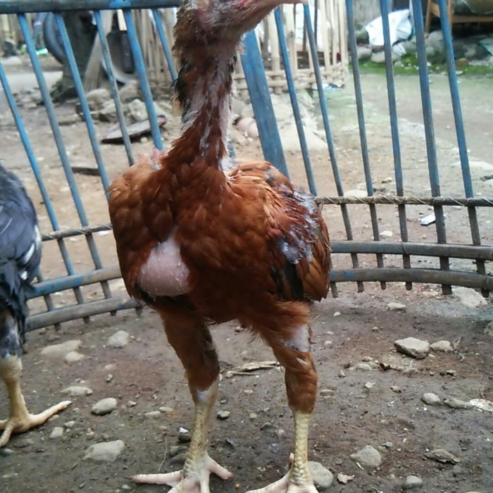 65 Gambar Ayam Umur 2 Minggu Paling Hist 65 Gambar Ayam Umur 2 Minggu Paling Hist