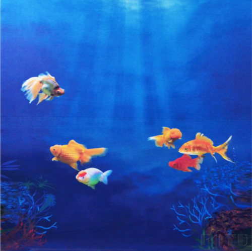 Unduh 72 Koleksi Background Aquarium Ikan Mas Koki Gratis