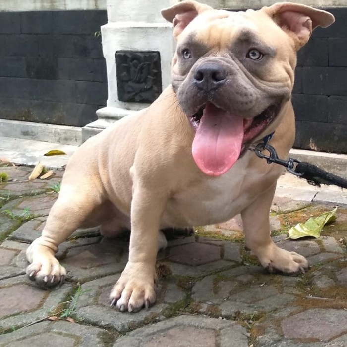 violet stuffed animal