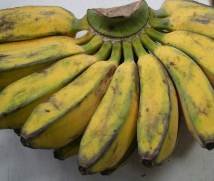 Hasil gambar untuk Pisang kepok
