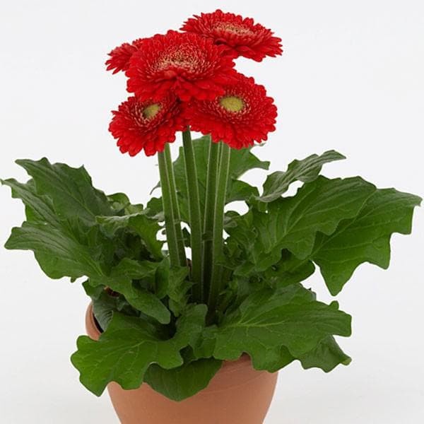 Amefurashi Benih / Bibit / Seeds Bunga Gerbera Daisy Import Flower