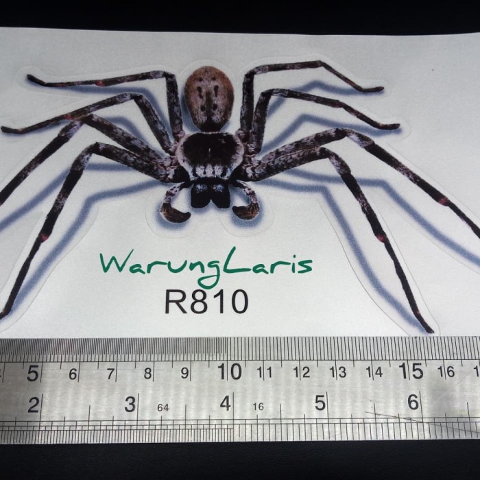 71 Gambar Sketsa Hewan Laba-laba Gratis