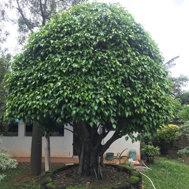 Jual Pohon Beringin Tinggi 3 Meter Jakarta Timur Takkasimurahh Tokopedia