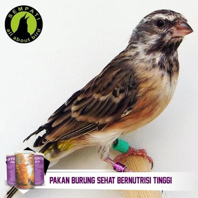 86+ Gambar Variasi Burung Finch Paling Keren 86+ Gambar Variasi Burung Finch Paling Keren