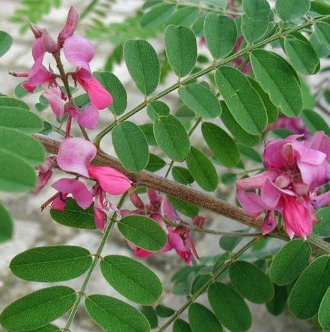 Jual Benih 2 Biji Tanaman Indigofera Tarum - Kab. Purwakarta - LIGNO