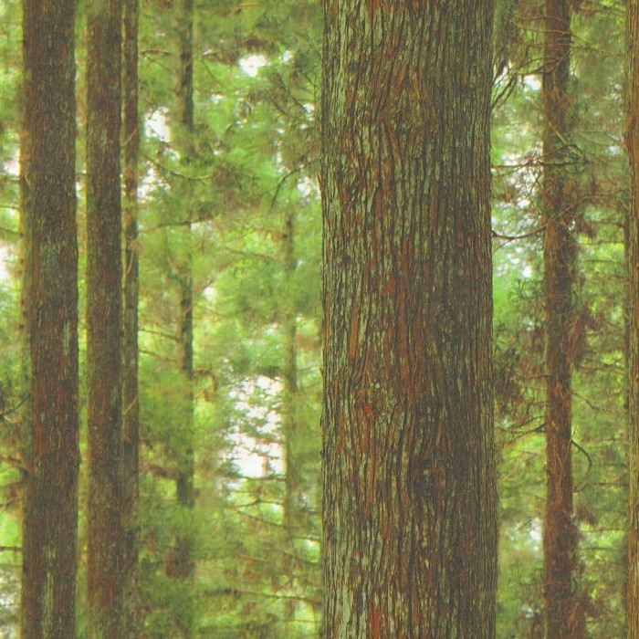 Download 2000+ Wallpaper Bagus Hutan HD Download 2000+ Wallpaper Bagus Hutan HD