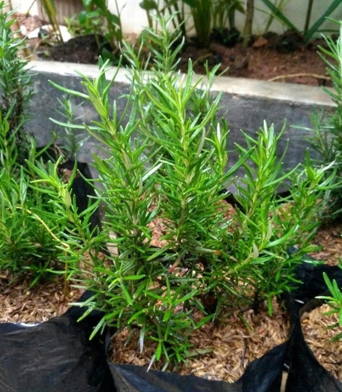 100+ Gambar Bunga Rosemary Terbaru 100+ Gambar Bunga Rosemary Terbaru