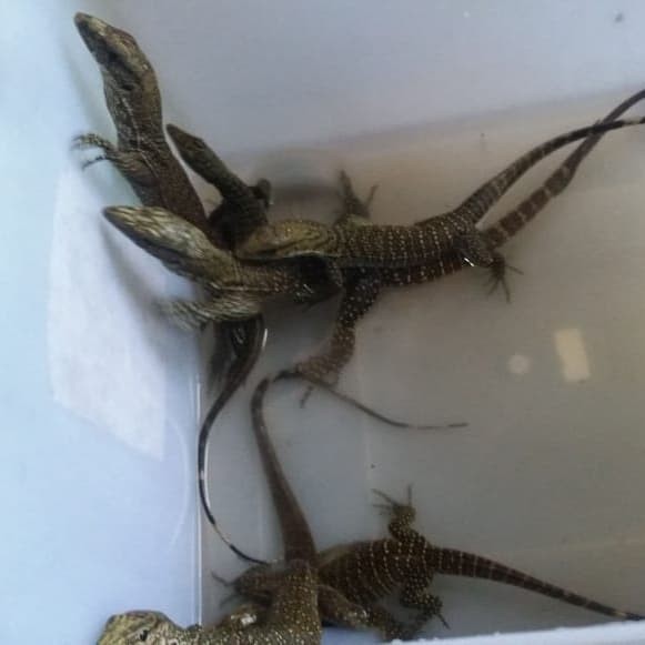 Jual Varanus Nebulosus Kab Kebumen 8bit Exotic Pet Tokopedia
