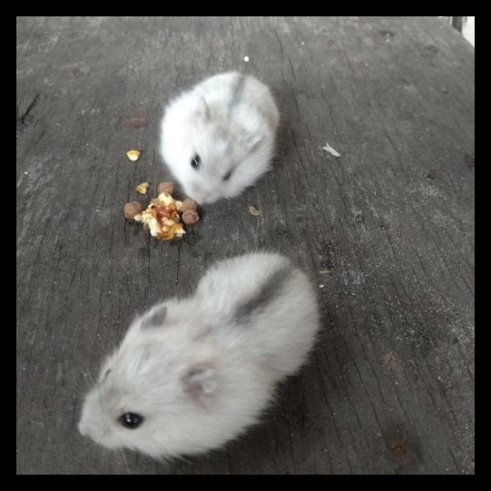 pearl winter white hamster