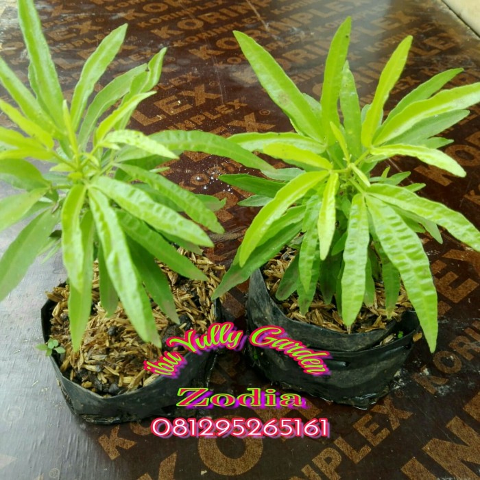 Jual Tanaman Zodia pengusir nyamuk - Kota Tangerang ...