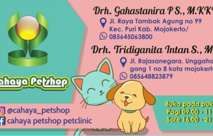 Nama Vaksin Kucing - 81021+ Nama Untuk Kucing Comel, Lucu ...