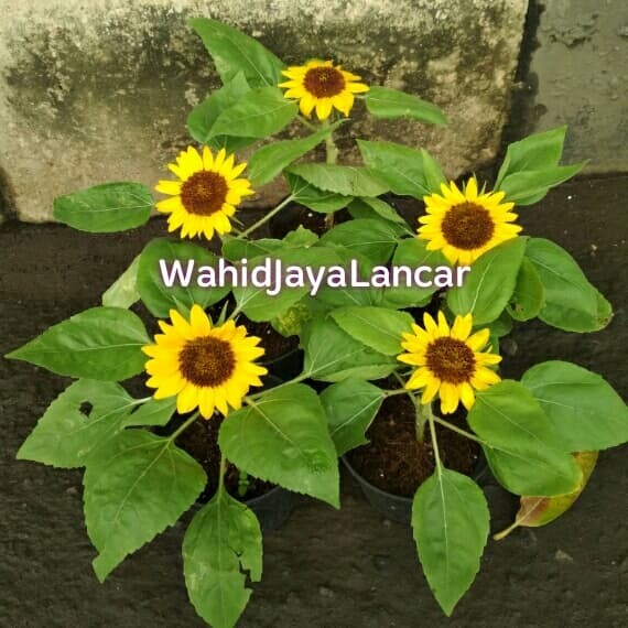 300+ Gambar Bunga Matahari Kecil HD Paling Keren 300+ Gambar Bunga Matahari Kecil HD Paling Keren