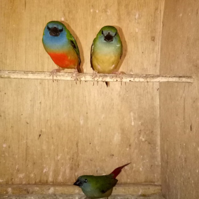 Jual Bondol Hijau Kab Kediri Go2n Bird Shop Tokopedia
