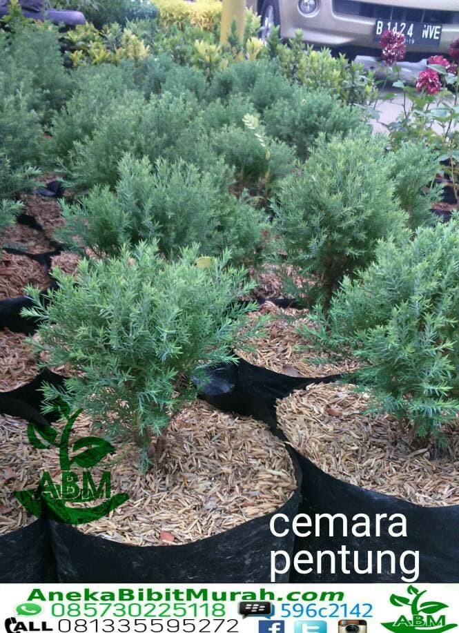 89+ Gambar Bunga Cemara Terbaik 89+ Gambar Bunga Cemara Terbaik