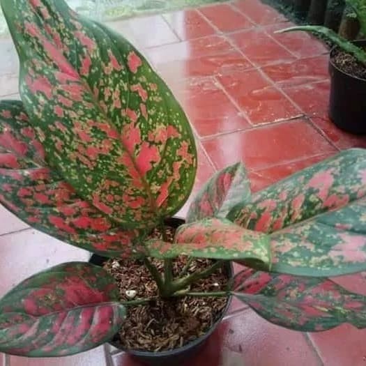 100+ Gambar Bunga Venus Dan Penjelasannya Terbaru 100+ Gambar Bunga Venus Dan Penjelasannya Terbaru
