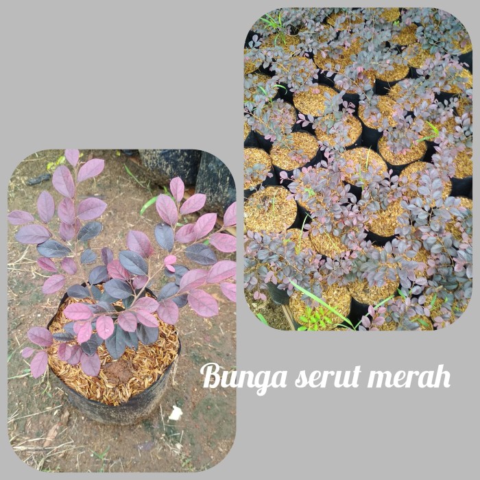 Paling Bagus 22+ Gambar Bunga Serut Merah - Gambar Bunga HD