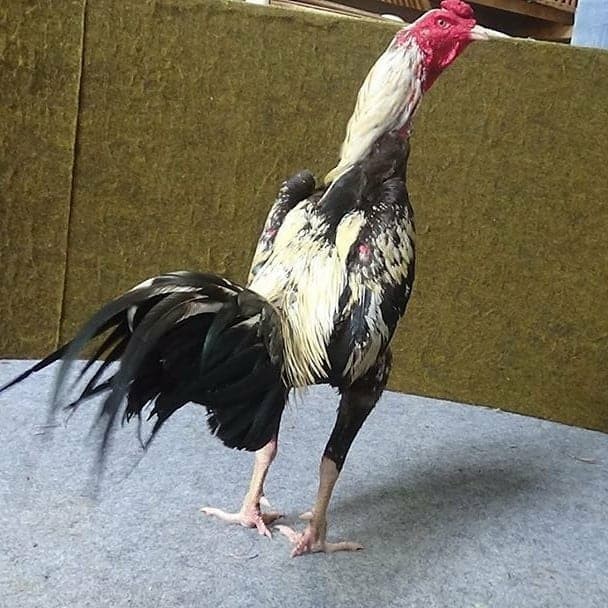 Jual Jual ayam Bangkok asli imfor Jakarta Barat Jual