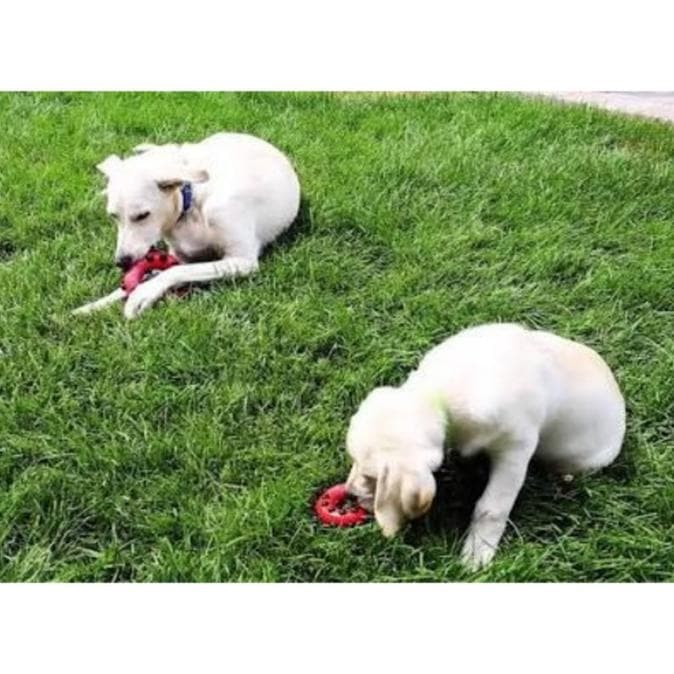 kong pet circle