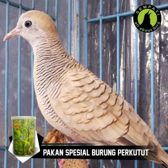 Jual Terhot Top Fighter Perkutut Sempati Pakan Burung Juara Lomba
