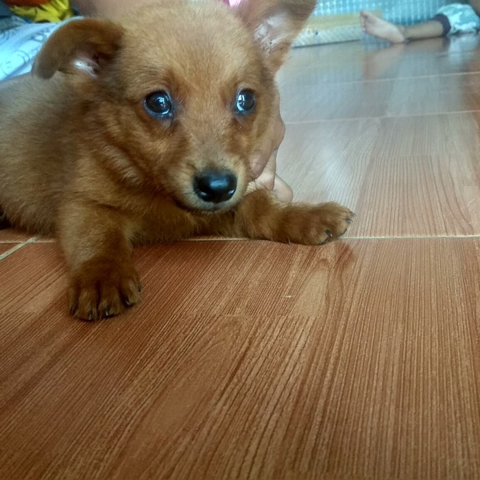 Jual Anjing Jenis Maltese X Kampung Kab Bekasi Gamis Adict