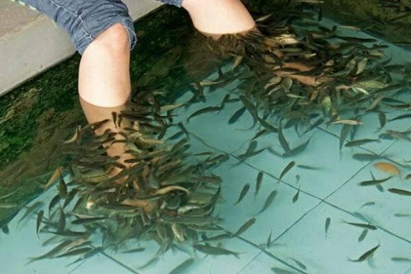 Jual IKAN NILEM TERAPI - Kota Tangerang Selatan - indobetta ...