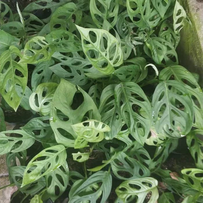 Jual Bibit Bunga Monstera Deliciosa Janda Bolong Kab Malang Sahabat Bibit Tokopedia