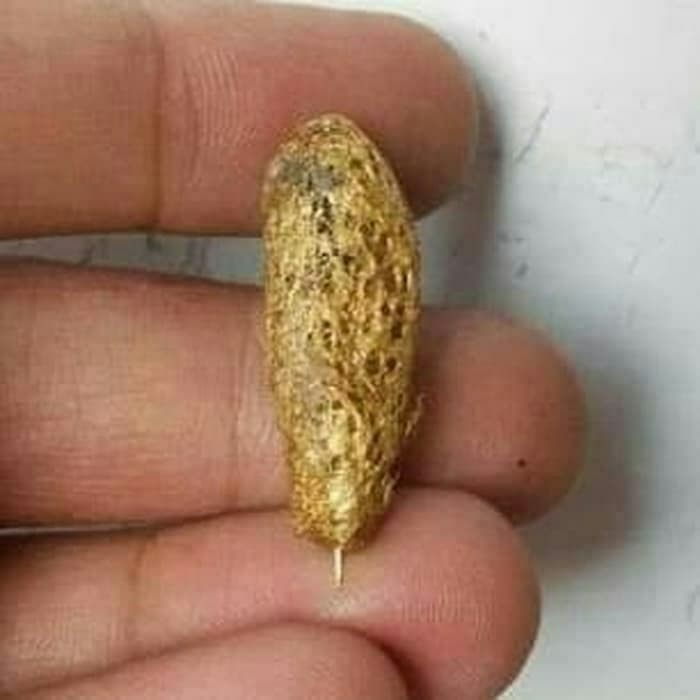 Wesi Kuning Harga Gambar Roman