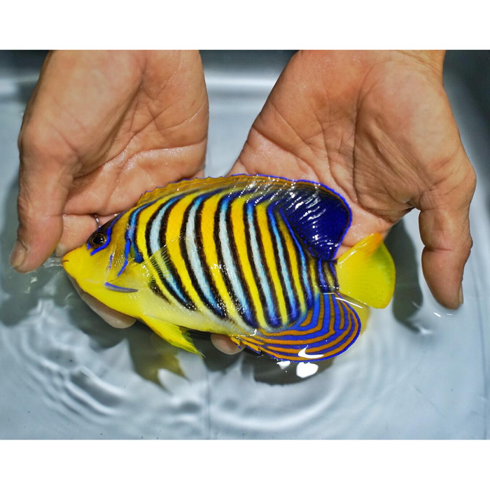 Jual Indian Ocean Regal Angelfish Angel Doreng Padang Jakarta Barat Shunyang Marine Tokopedia