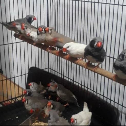 Jual Burung Zebra Finch Kota Tangerang Kedai Telescope Tokopedia