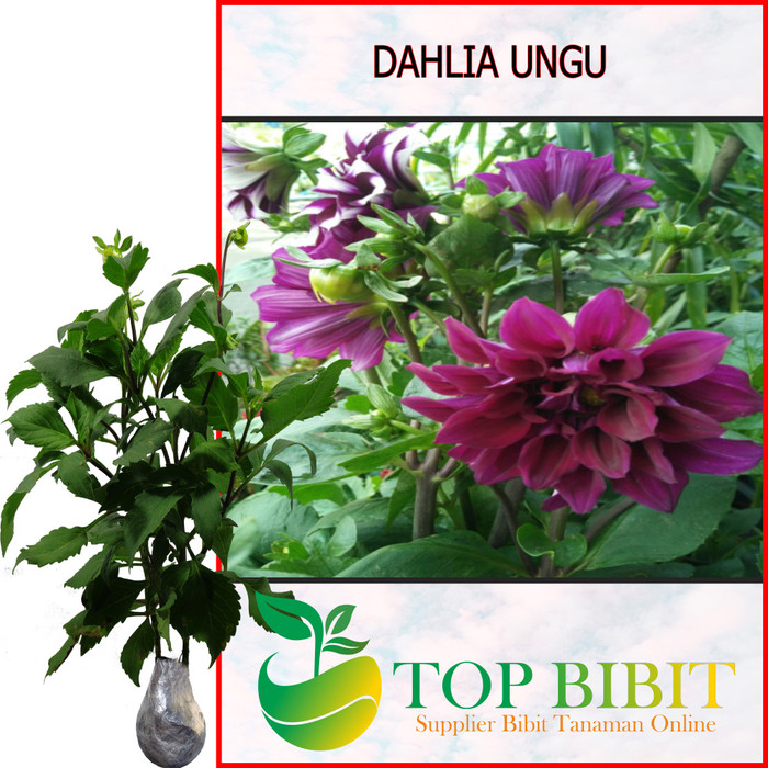 Jual Bibit Tanaman Hias Bunga Dahlia Ungu Kota Batu Top Bibit Tokopedia