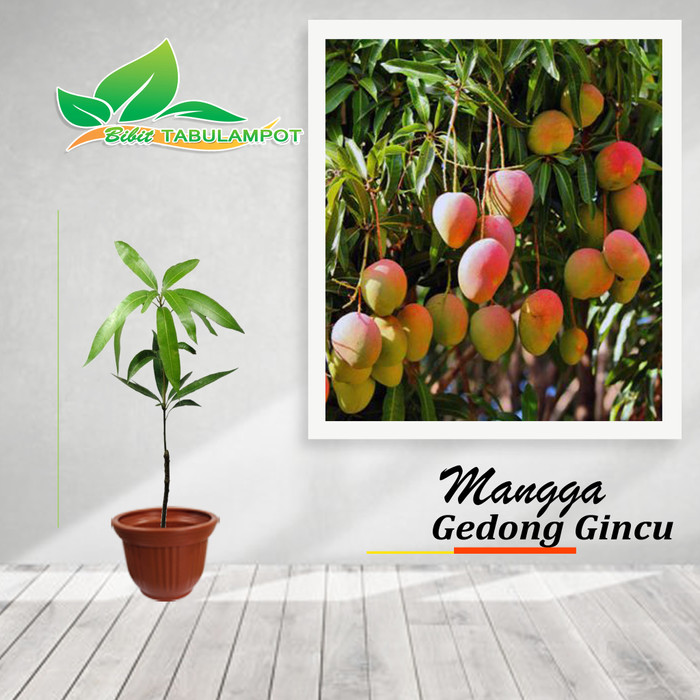 Jual Tanaman Mangga Gedong Gincu Berkualitas Kota Batu Bibit Tabulampot Tokopedia