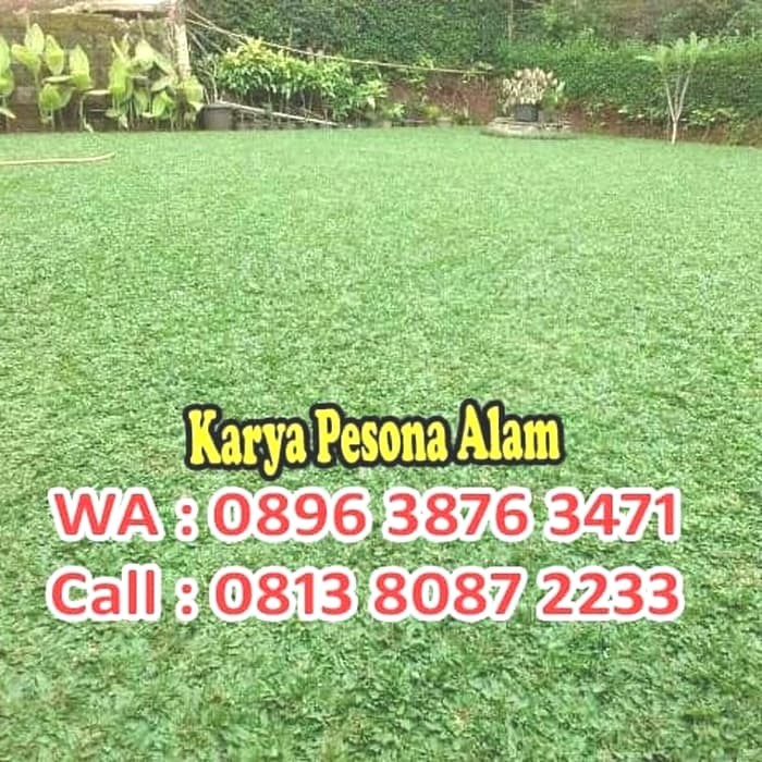 94+ Gambar Rumput Gajah Kekinian 94+ Gambar Rumput Gajah Kekinian