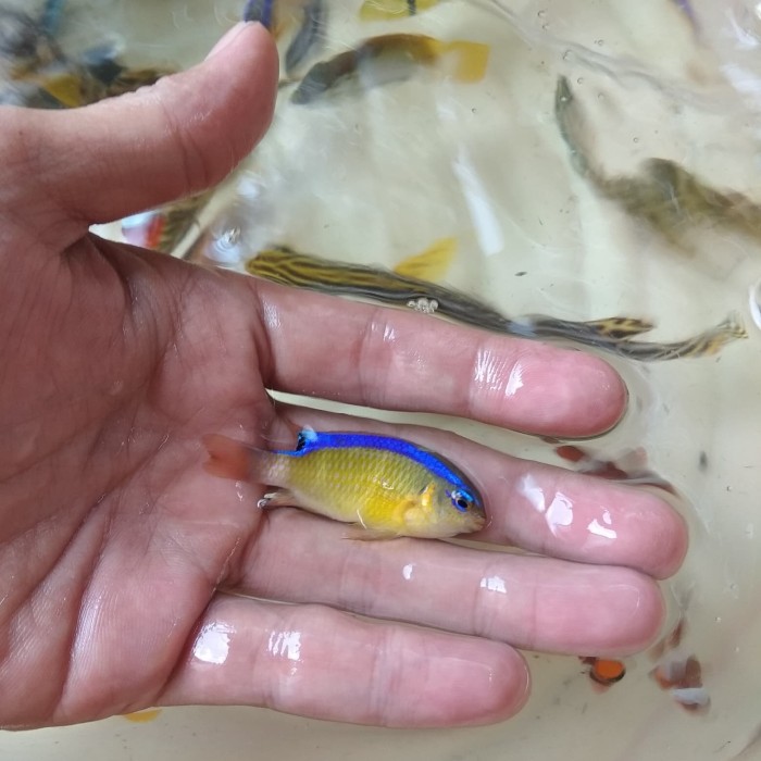 Ikan Betok Warna Kuning