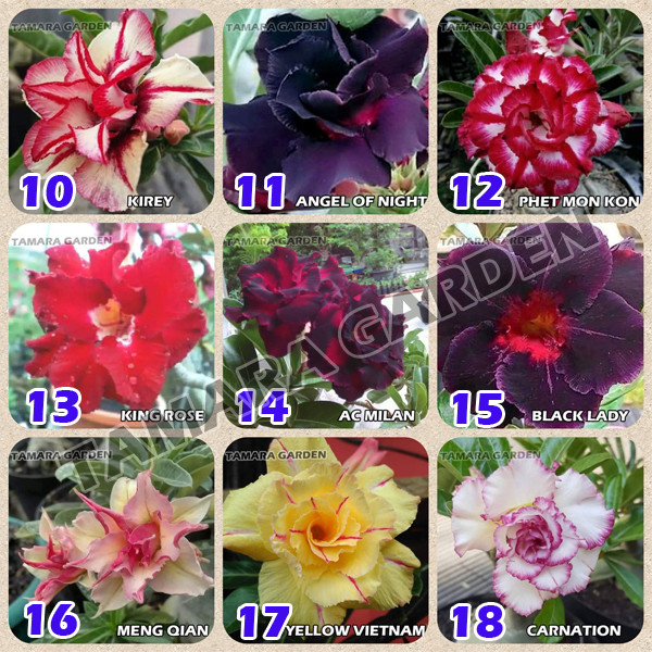 Jual Bibit Bunga Kamboja Jepang Adenium Obesum Tumpuk 10 18 Kota Metro Tamara Garden Tokopedia