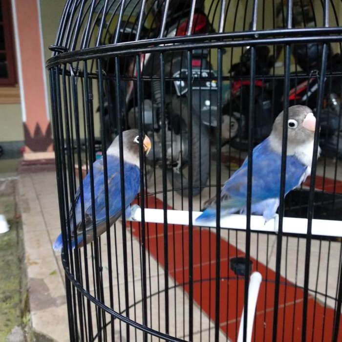 Jual Sepasang Reami Lovebird Violet Perso X Violet Perso Love Bird