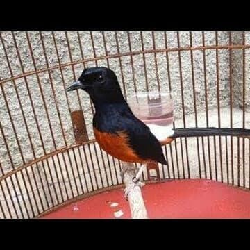 30+ Ide Gambar Sketsa Murai Batu - Tea And Lead