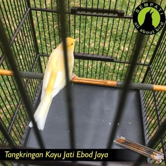 Jual Tangkringan Sangkar Burung Kenari Jati Ebod Jaya Jakarta