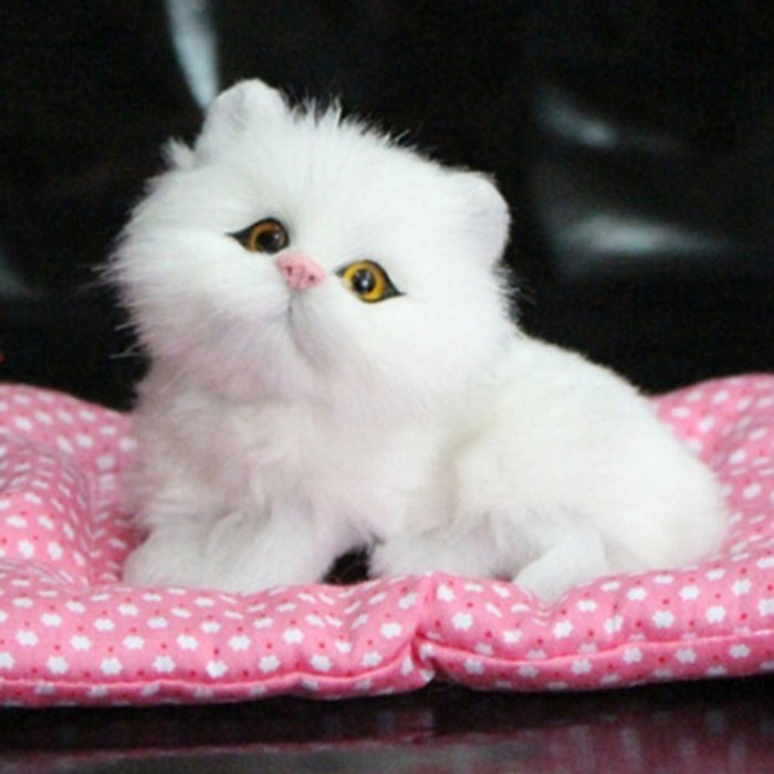 580 Koleksi Gambar Binatang Kucing Lucu HD Terbaru