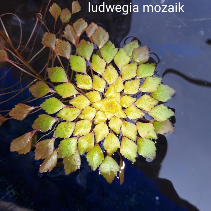 61+ Gambar Mozaik Fauna 61+ Gambar Mozaik Fauna